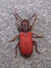 Zenodosus sanguineus