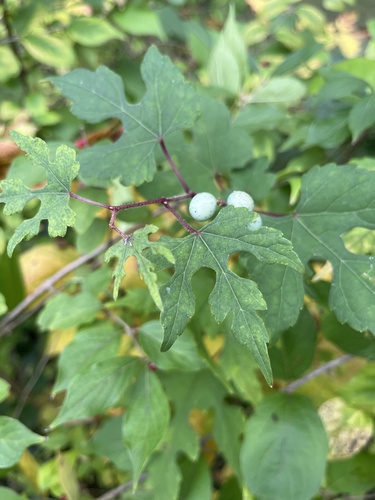 Porcelain Berry