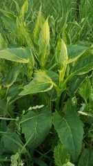 Silphium perfoliatum