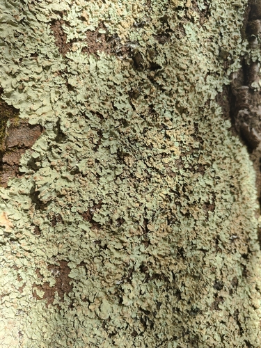 common greenshield lichen