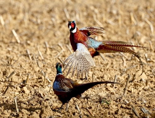 Ring-necked Pheasant