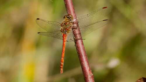 Common Darter