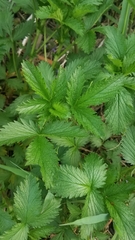 Potentilla norvegica