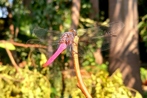 Common Red Skimmer