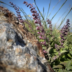 Teucrium salviastrum