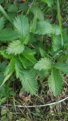 Potentilla norvegica