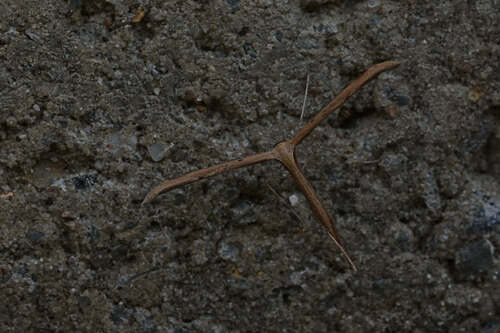 Morning-glory Plume Moth