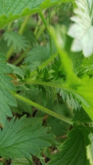 Potentilla norvegica