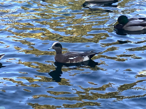 American Wigeon