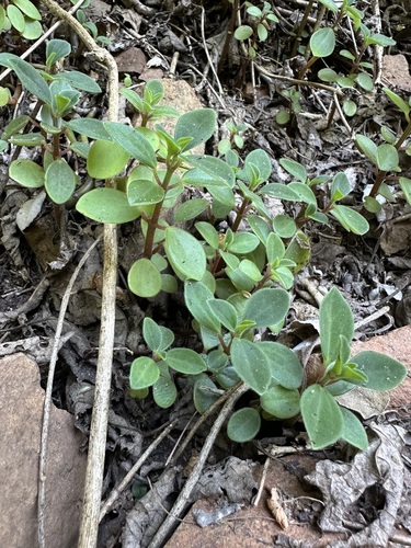 Peperomia leptostachya observed 2026-10-15