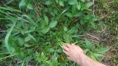 Potentilla norvegica