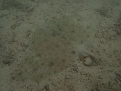 Longtail Butterfly Ray photo 1
