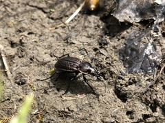 Carabus maeander