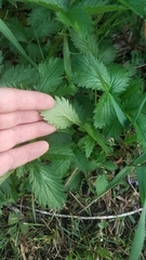 Potentilla norvegica
