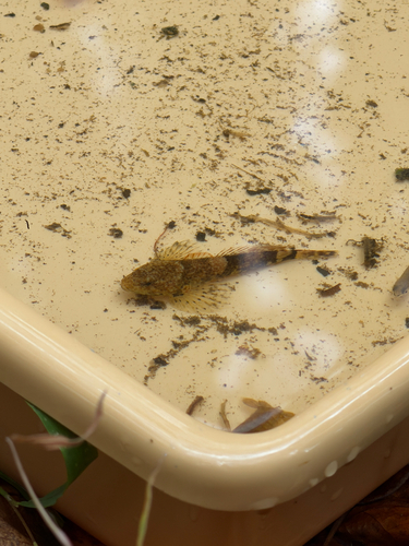 Blue Ridge Sculpin