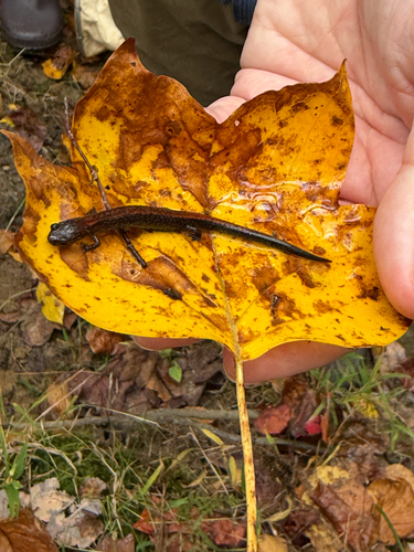 Eastern Red-backed Salamander