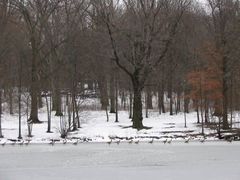 Branta canadensis