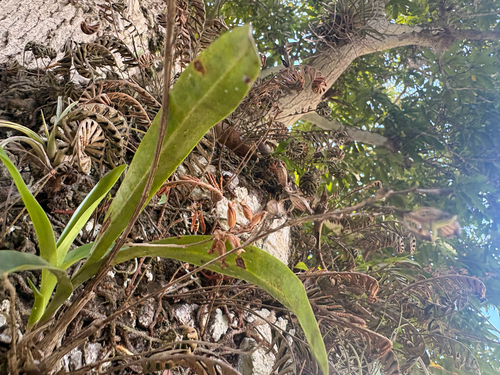 Polystachya concreta observed 2026-10-15