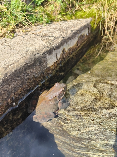 European Common Frog