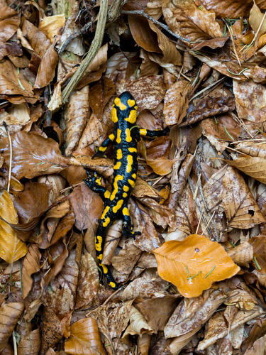 Fire Salamander