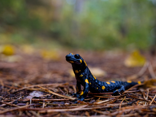 Fire Salamander