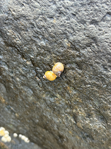 Littorina saxatilis, 2026-10-13