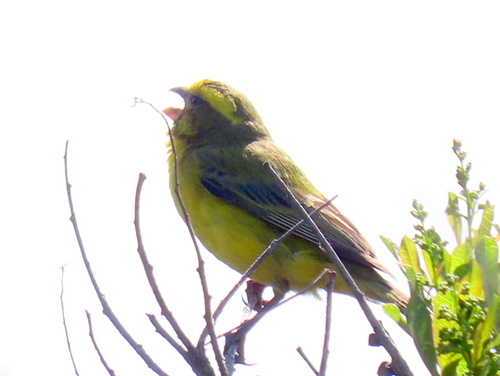 iNaturalist image