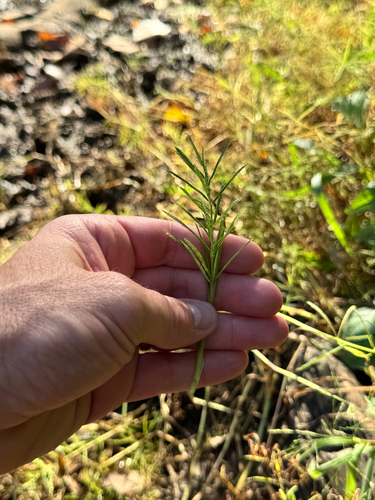 Paspalum repens observed 2026-10-12