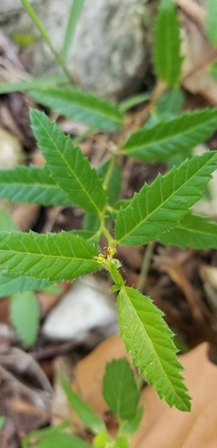 Image of Tragia nigricans by no rights reserved