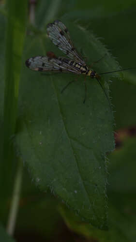 German Scorpionfly