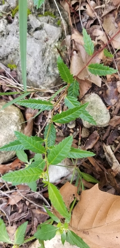 Image of Tragia nigricans by no rights reserved
