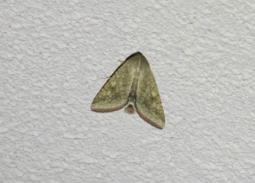 Cotton Bollworm Moth