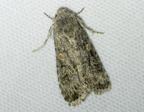 Beet Armyworm Moth