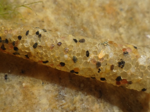 Pectinariidae