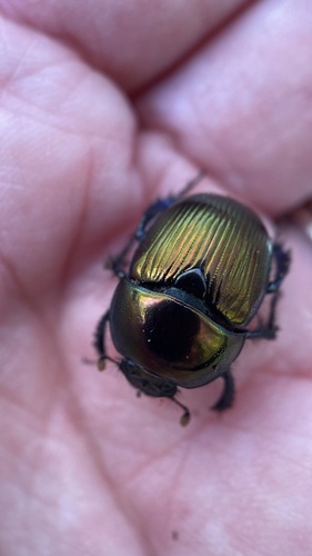 Splendid Earth-boring Beetle