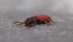 Zenodosus sanguineus