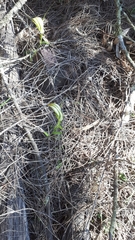 Pterostylis revoluta