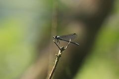 Bayadera brevicauda
