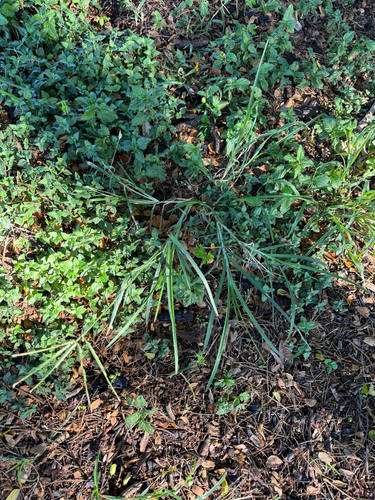 Eleusine indica observed 2026-10-11