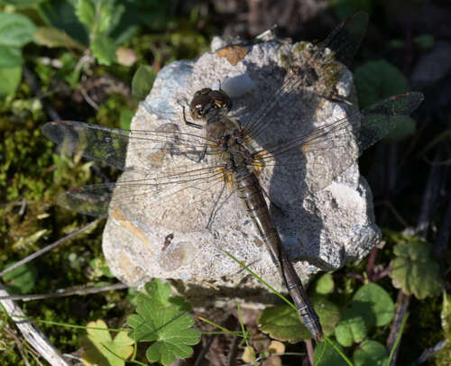 Common Darter