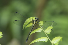 Fukienogomphus prometheus