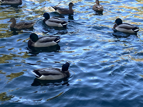 Mallard
