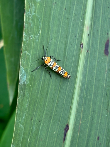 Ailanthus Webworm Moth