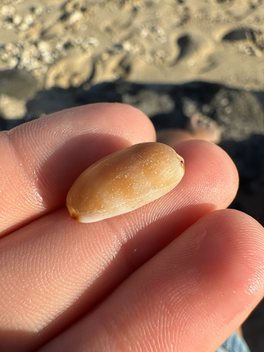Cypraea isabella, 2026-10-11