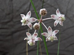 Asclepias cinerea