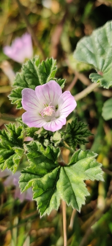 dwarf mallow