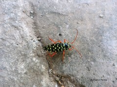 Placosternus erythropus