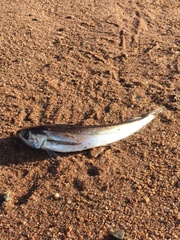 Merluccius bilinearis