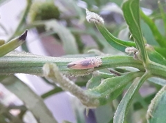 Bucephalogonia xanthophis