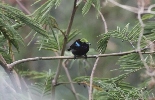 Leptocoma sericea observed 2026-10-04